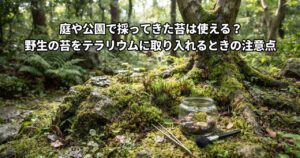 庭や公園で採ってきた苔は使える?野生の苔をテラリウムに取り入れるときの注意点のアイキャッチ画像(写真調)