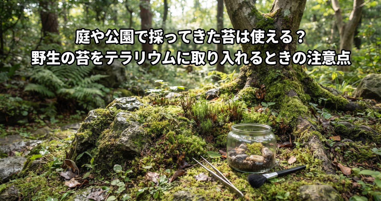 庭や公園で採ってきた苔は使える?野生の苔をテラリウムに取り入れるときの注意点のアイキャッチ画像(写真調)