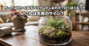 作ったばかりの苔テラリウムがしおれた・白っぽくなったこれは失敗のサイン?のアイキャッチ画像(写真調)