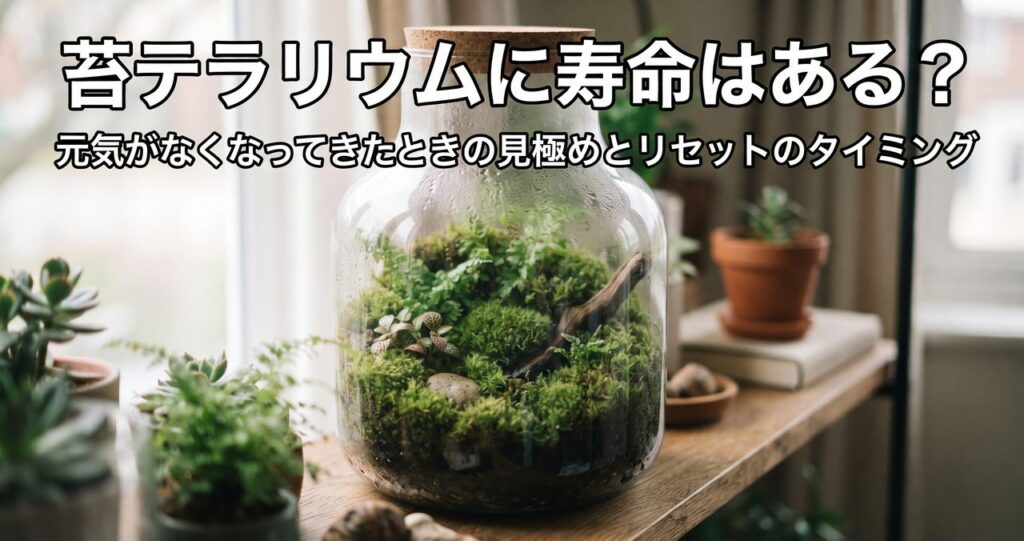 苔テラリウムに寿命はある?元気がなくなってきたときの見極めとリセットのタイミングのアイキャッチ画像(写真調)