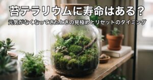 苔テラリウムに寿命はある?元気がなくなってきたときの見極めとリセットのタイミングのアイキャッチ画像(写真調)