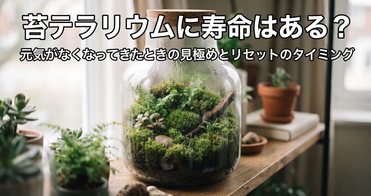 苔テラリウムに寿命はある?元気がなくなってきたときの見極めとリセットのタイミングのアイキャッチ画像(写真調)