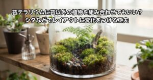 苔テラリウムに苔以外の植物を組み合わせてもいい?というタイトルの記事アイキャッチ、透明なガラス容器の苔テラリウムの中に苔と一緒に小さなシダ植物が1点添えられているクローズアップ写真